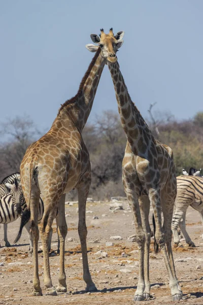 Giraffa Nella Savana Kenya — Foto Stock