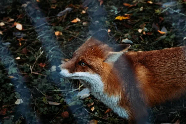 森林里的红狐 — 图库照片