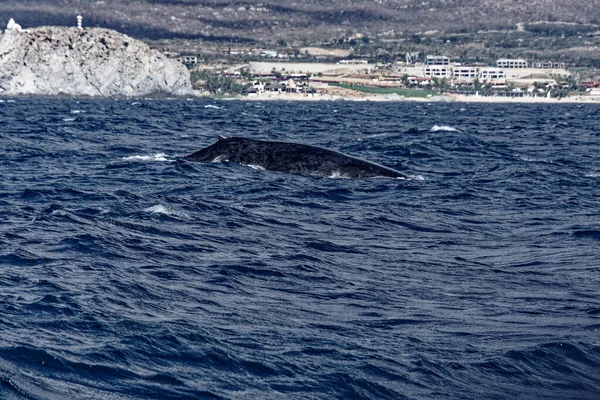Baleia Jubarte Nadando Mar — Fotografia de Stock