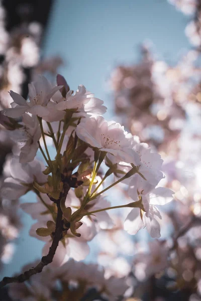 Bellissimi Fiori Primaverili Giardino — Foto Stock