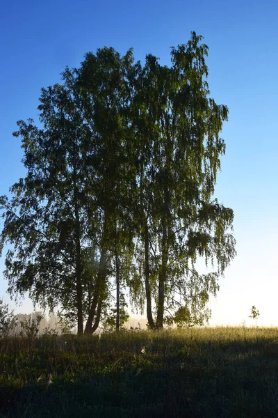 Hermosa Vista Naturaleza — Foto de Stock