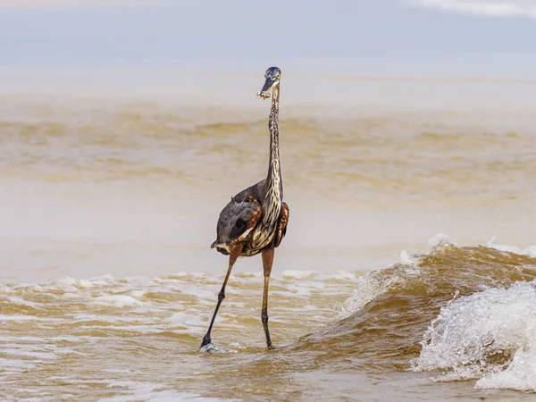 Ptak Chodzi Plaży — Zdjęcie stockowe