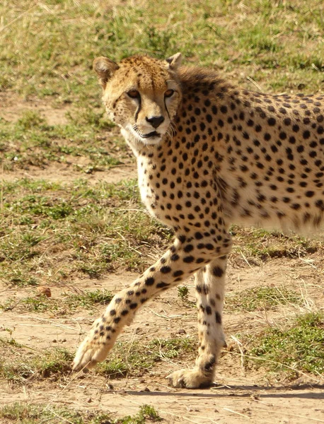 肯亚大草原上的猎豹 — 图库照片