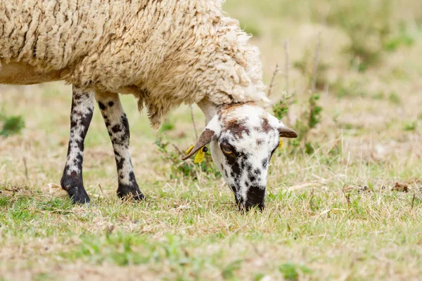 Een Kudde Schapen Wei — Stockfoto