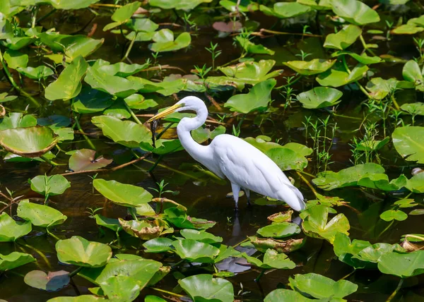 Λευκό Egret Στο Νερό — Φωτογραφία Αρχείου