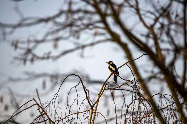 Pasăre Ramură Copac — Fotografie, imagine de stoc