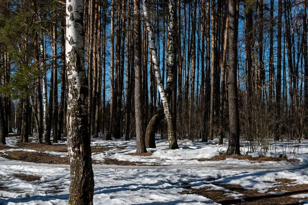 Bela Floresta Inverno Com Neve — Fotografia de Stock