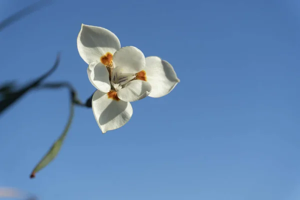 蓝天背景上的白玉兰花 — 图库照片