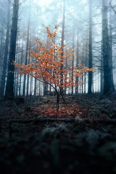 Autumn Forest Fog — Stock Photo, Image