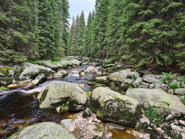 Schöner Gebirgsfluss Wald — Stockfoto