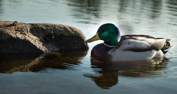 Duck Lake — Stock Photo, Image