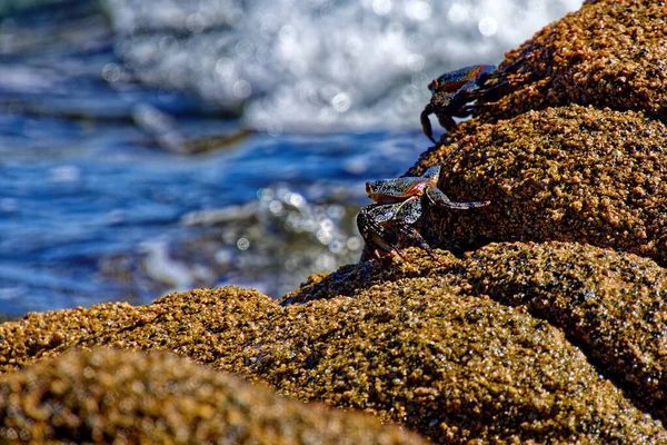 Tengeri Kövek Strandon — Stock Fotó