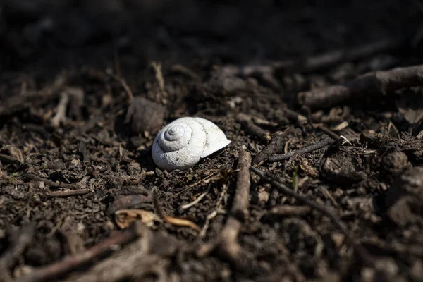 Nahaufnahme Einer Kleinen Schnecke Auf Schwarzem Hintergrund — Stockfoto