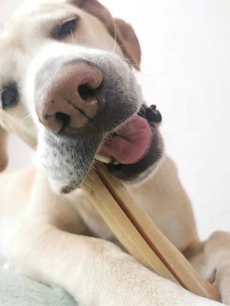 Close Cute Dog — Stock Photo, Image