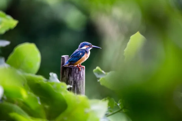 Närbild Kolibri Placerad Gren — Stockfoto