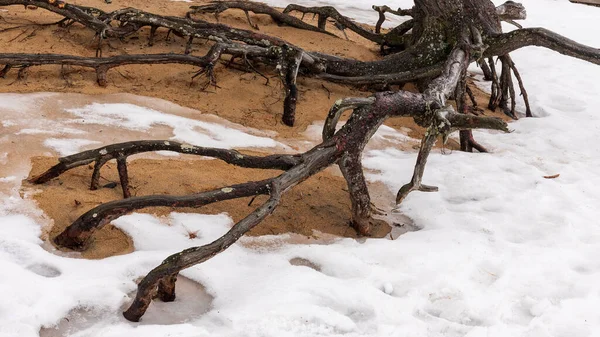 Pařez Stromu Sněhu — Stock fotografie