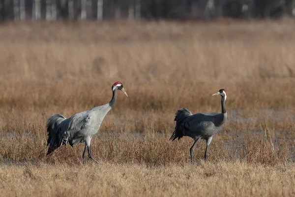 Oiseau Sauvage Dans Champ — Photo