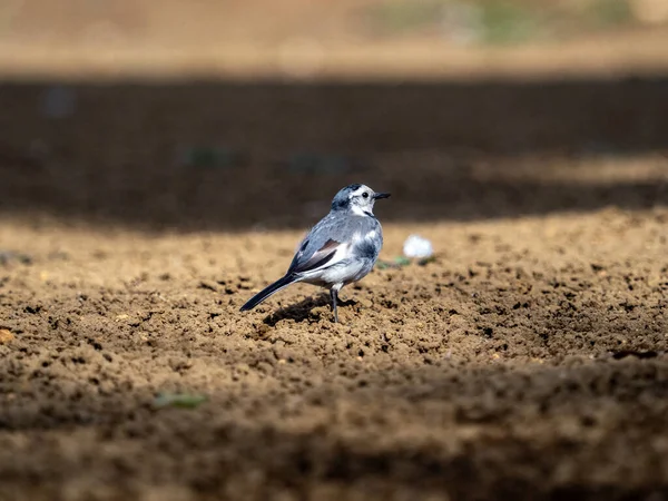 Ein Vogel Auf Dem Boden — Stockfoto
