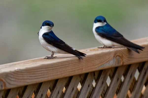 Primer Plano Pájaro Sentado Una Cerca Madera —  Fotos de Stock