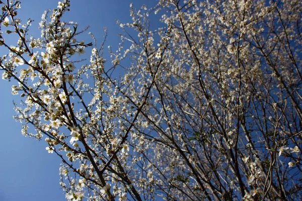 Frühlingsblumen Flora Und Laub — Stockfoto