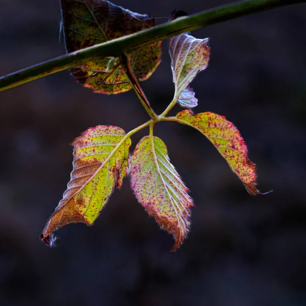 Schöne Rote Blätter Garten — Stockfoto