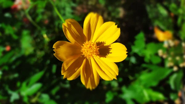 Vacker Gul Blomma Trädgården — Stockfoto