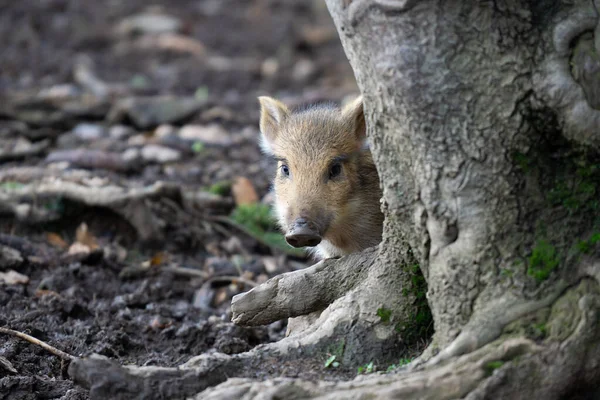 Closeup Shot Young Cute Pig — Stock Photo, Image