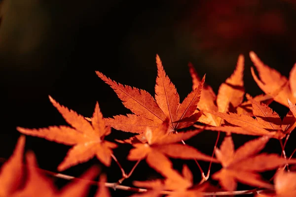 秋の紅葉 秋の植物 — ストック写真