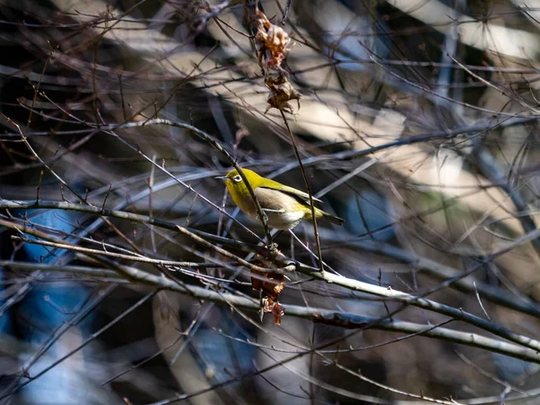 木の上の鳥 — ストック写真