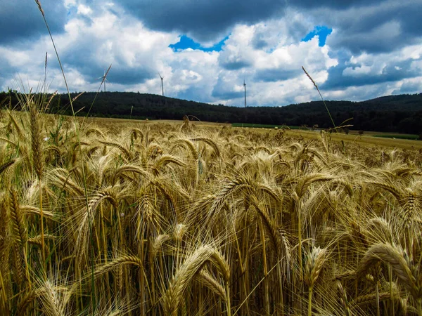 Wheat Field Countryside — Stock Photo, Image