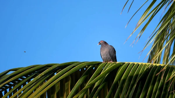 Schöner Vogel Auf Blauem Himmel — Stockfoto