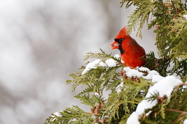 Bellissimo Uccello Rosso Siede Ramo Innevato Inverno — Foto Stock
