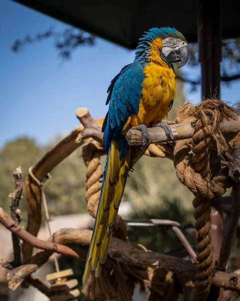 Papuga Siedząca Drzewie — Zdjęcie stockowe