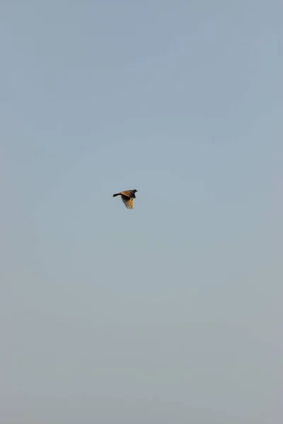 Gökyüzünde Uçan Bir Kuş — Stok fotoğraf