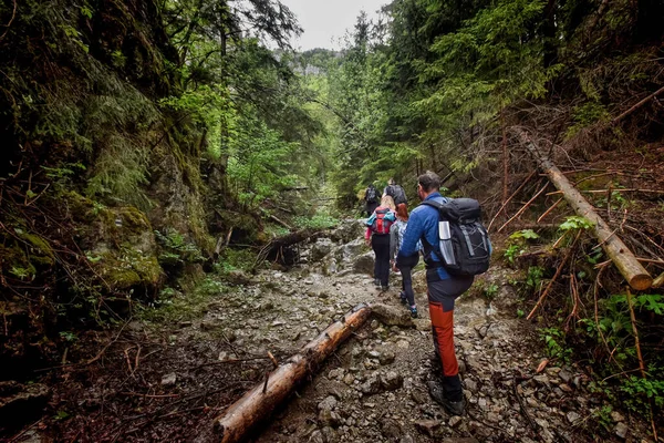 Pessoas Com Mochilas Caminhadas Floresta — Fotografia de Stock