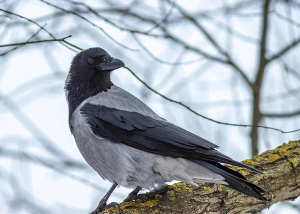 Schwarze Krähe Auf Einem Ast — Stockfoto