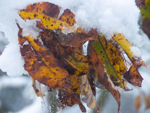 Herbstblätter Schnee Und Weiß — Stockfoto