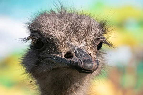 Nahaufnahme Porträt Des Niedlichen Straußenvogels — Stockfoto