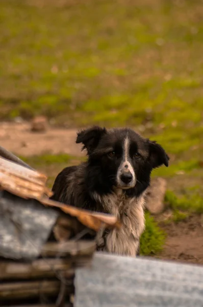 Anjing Pegunungan — Stok Foto