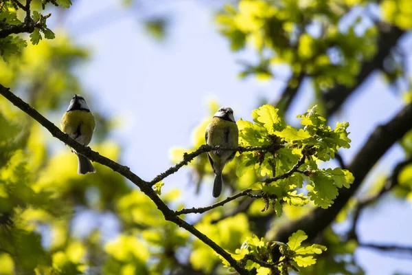 Pássaro Ramo Uma Árvore Floresta — Fotografia de Stock