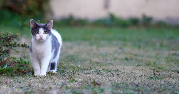 かわいい猫が通りにいて — ストック写真