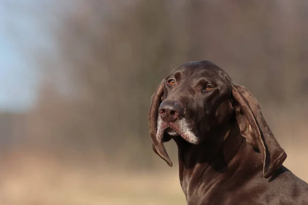 Portrait ของ Beautiful Dog — ภาพถ่ายสต็อก