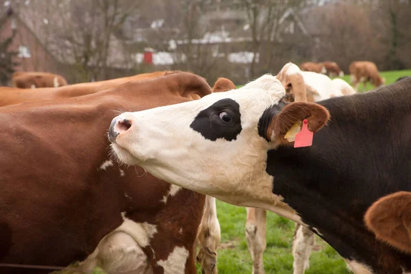 Vacas Pasto — Foto de Stock