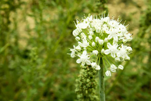 Fehér Virágok Kertben — Stock Fotó