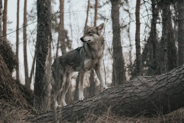 Λύκος Στο Δάσος — Φωτογραφία Αρχείου