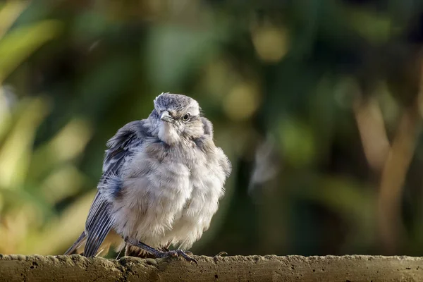 Uccello Ramo Albero — Foto Stock