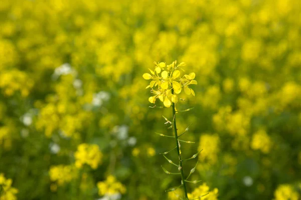 Gele Verkrachting Het Veld — Stockfoto