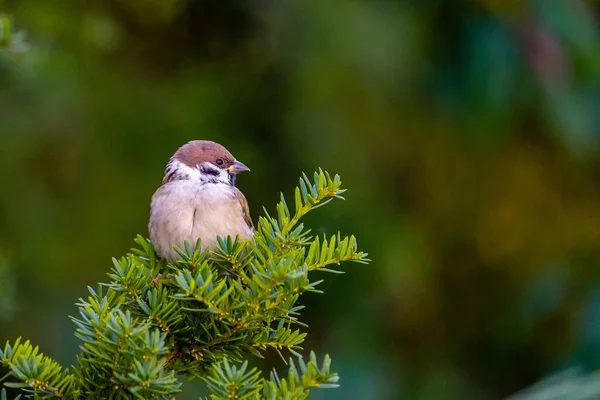 Pájaro Sienta Una Rama Árbol Bosque —  Fotos de Stock