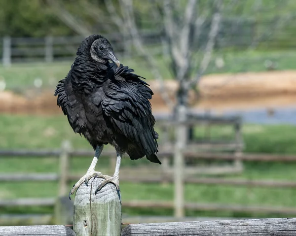 Corvo Negro Floresta — Fotografia de Stock