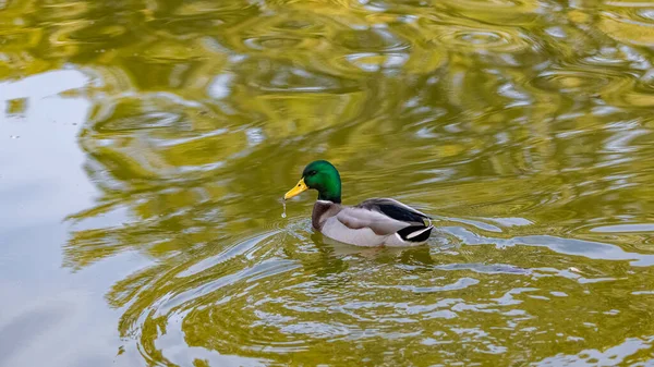 Pato Nadando Agua —  Fotos de Stock